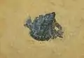 Gibbodon cenensis (Gibbodontidae)