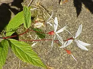 Gillenia trifoliata