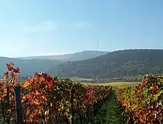 Weinberge vor dem Pfälzerwald bei Neustadt an der Weinstraße