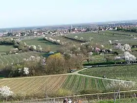 Blühende Mandelbäume in der Ebene