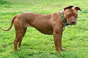 American Pit Bull Terrier