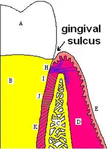 Sulcus gingivae. A&nbsp;=&nbsp;Zahnkrone, B&nbsp;=&nbsp;Zahnwurzel, E&nbsp;=&nbsp;Gingiva