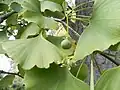 Ginkgo
