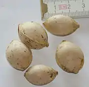 Ginkgo