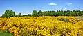 Landschaft