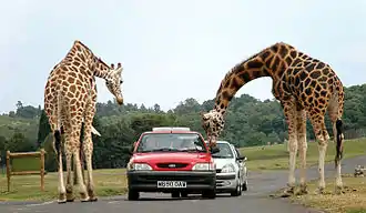 Giraffen, West Midland Safari & Leisure Park