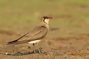 Orientbrachschwalbe