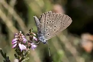 Lungenenzian-Ameisenbläuling(Glaucopsyche alcon)