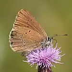 Dunkler Wiesenknopf-Ameisenbläuling