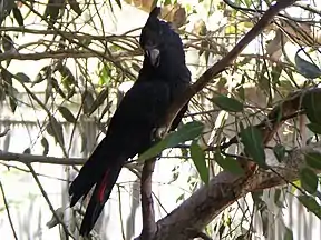 Braunkopfkakadu (Calyptorhynchus lathami)