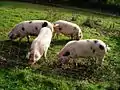 Scheckung mit kleinen schwarzen Flecken