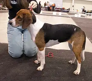 Estnischer Laufhund