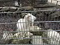 Hausziege im Streichelzoo