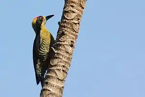 Buntkopfspecht (Melanerpes chrysauchen) ♂