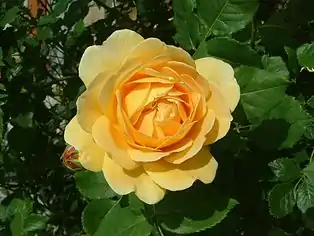 Golden Celebration