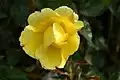‘Golden Showers’, Germains’ Seed u.Plant, 1958