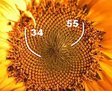 Sonnenblume mit 34 linksdrehenden und 55 rechtsdrehenden Fibonacci-Spiralen