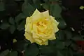 ‘Goldener Sommer’, Noack, 1983