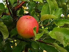 Frucht im Baum