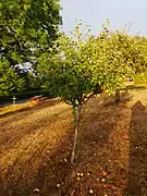 ganzer Baum