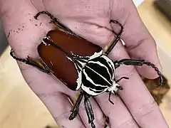 Goliathkäfer (Goliathus)