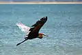 Goliathreiher im Flug