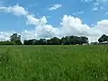 Baumreihe