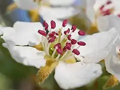 Einzelblüte