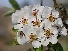 Blüten