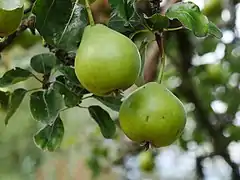 Früchte