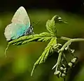 Reiches Insektenleben zeichnet den Nationalpark aus, hier ein Grüner Zipfelfalter.