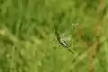 Weibchen im Flug