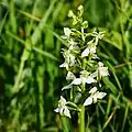 Grünliche Waldhyazinthe (Platanthera chlorantha)