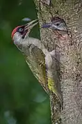Totholz - wichtig für den Grünspecht (Picus viridis)