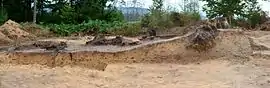 Grabungsschnitt durch eine Hälfte des Grabhügels mit mehreren Baumstämmen und -wurzeln