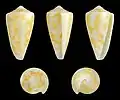 Conus flavescens