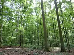 Typischer Baumbestand
