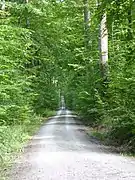 Schnurgerader Waldweg