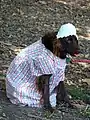 Durch unangemessene Kleidung erheblich eingeschränkter Hund