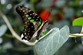 Graphium agamemnon
