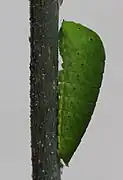 Ausgewachsene Raupe