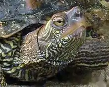 Abb.&nbsp;14 Höckerschildkröte – horizontale Zentrallinie der Augen bei Blickrichtung nach oben (selbes Individuum wie in Abb.&nbsp;13)