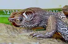 Abb.&nbsp;13 Höckerschildkröte – horizontale Zentrallinie der Augen bei Blickrichtung nach vorne