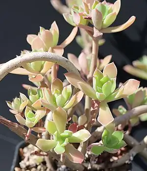 Graptopetalum fruticosum, Habitus