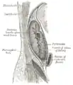 Das Peritoneum (Bauchfell) mit der Nieren-Faszie