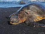 Suppenschildkröte (Bild nicht aus Timor)