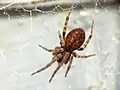 Juveniles Exemplar