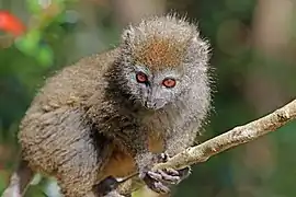 Östlicher Bambuslemur