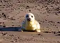 Kegelrobbe am Strand der Düne