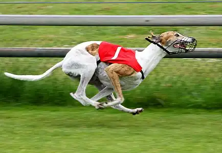 Windhund mit Maulkorb bei einem Windhundrennen